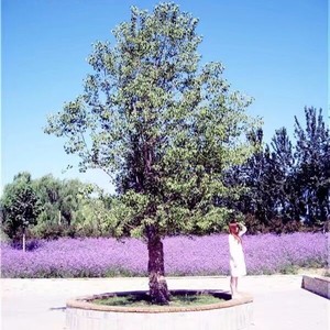 亦仙紫资料,亦仙紫最新歌曲,亦仙紫MV视频,亦仙紫音乐专辑,亦仙紫好听的歌