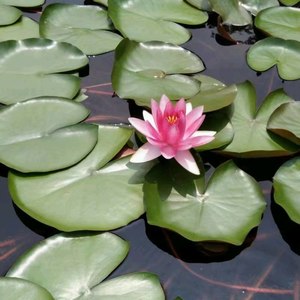 曲莞儿资料,曲莞儿最新歌曲,曲莞儿MV视频,曲莞儿音乐专辑,曲莞儿好听的歌