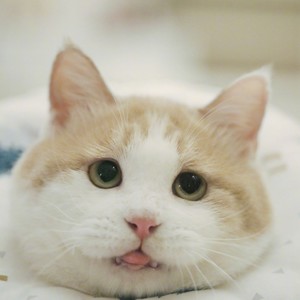 千纸资料,千纸最新歌曲,千纸MV视频,千纸音乐专辑,千纸好听的歌