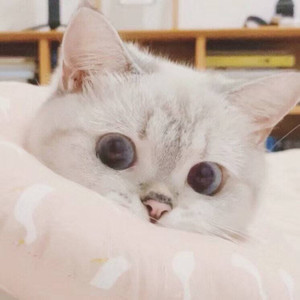 小榆资料,小榆最新歌曲,小榆MV视频,小榆音乐专辑,小榆好听的歌