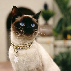 大白兑奶官资料,大白兑奶官最新歌曲,大白兑奶官MV视频,大白兑奶官音乐专辑,大白兑奶官好听的歌