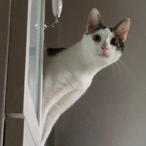 杂食系阿消资料,杂食系阿消最新歌曲,杂食系阿消MV视频,杂食系阿消音乐专辑,杂食系阿消好听的歌