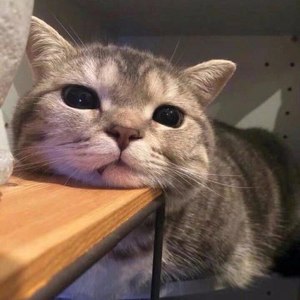 国家五星级火锅运动员资料,国家五星级火锅运动员最新歌曲,国家五星级火锅运动员MV视频,国家五星级火锅运动员音乐专辑,国家五星级火锅运动员好听的歌