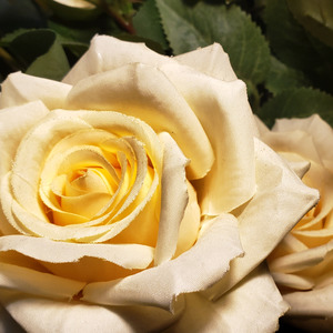 周之桢资料,周之桢最新歌曲,周之桢MV视频,周之桢音乐专辑,周之桢好听的歌