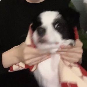 水星记 (COVER版)