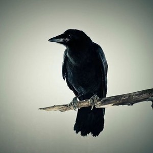 Mr.Z资料,Mr.Z最新歌曲,Mr.ZMV视频,Mr.Z音乐专辑,Mr.Z好听的歌