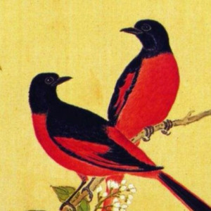 合鹊鸿黄资料,合鹊鸿黄最新歌曲,合鹊鸿黄MV视频,合鹊鸿黄音乐专辑,合鹊鸿黄好听的歌