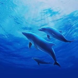 下定决心爱上你