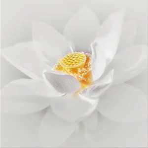 无花果资料,无花果最新歌曲,无花果MV视频,无花果音乐专辑,无花果好听的歌