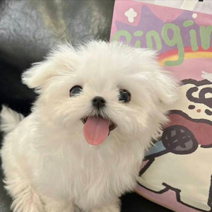 咸鱼小欣资料,咸鱼小欣最新歌曲,咸鱼小欣MV视频,咸鱼小欣音乐专辑,咸鱼小欣好听的歌