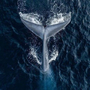 枪炮与玫瑰。资料,枪炮与玫瑰。最新歌曲,枪炮与玫瑰。MV视频,枪炮与玫瑰。音乐专辑,枪炮与玫瑰。好听的歌