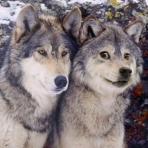 弘楠乐角资料,弘楠乐角最新歌曲,弘楠乐角MV视频,弘楠乐角音乐专辑,弘楠乐角好听的歌