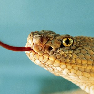 Medusa资料,Medusa最新歌曲,MedusaMV视频,Medusa音乐专辑,Medusa好听的歌