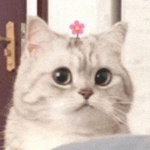 布星Ayako资料,布星Ayako最新歌曲,布星AyakoMV视频,布星Ayako音乐专辑,布星Ayako好听的歌