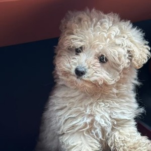 暴躁小猪资料,暴躁小猪最新歌曲,暴躁小猪MV视频,暴躁小猪音乐专辑,暴躁小猪好听的歌