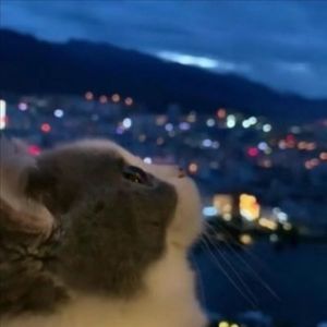 阿宁资料,阿宁最新歌曲,阿宁MV视频,阿宁音乐专辑,阿宁好听的歌