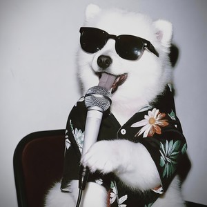 阿皮资料,阿皮最新歌曲,阿皮MV视频,阿皮音乐专辑,阿皮好听的歌