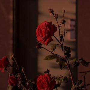 柯南驹驹酱资料,柯南驹驹酱最新歌曲,柯南驹驹酱MV视频,柯南驹驹酱音乐专辑,柯南驹驹酱好听的歌