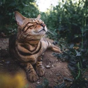 杪夏资料,杪夏最新歌曲,杪夏MV视频,杪夏音乐专辑,杪夏好听的歌