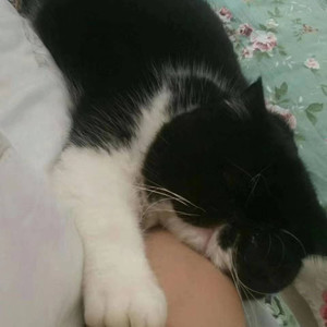 啊春是只猫资料,啊春是只猫最新歌曲,啊春是只猫MV视频,啊春是只猫音乐专辑,啊春是只猫好听的歌