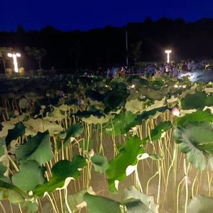 林叔叔资料,林叔叔最新歌曲,林叔叔MV视频,林叔叔音乐专辑,林叔叔好听的歌