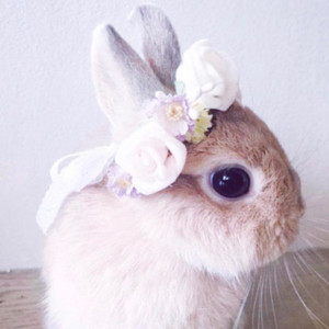 木易兔子资料,木易兔子最新歌曲,木易兔子MV视频,木易兔子音乐专辑,木易兔子好听的歌