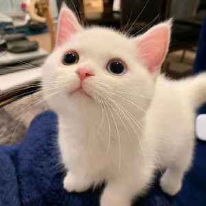 M.Tang.林资料,M.Tang.林最新歌曲,M.Tang.林MV视频,M.Tang.林音乐专辑,M.Tang.林好听的歌