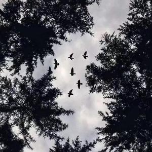 Lil Crown资料,Lil Crown最新歌曲,Lil CrownMV视频,Lil Crown音乐专辑,Lil Crown好听的歌