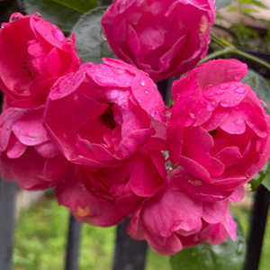 樊翔资料,樊翔最新歌曲,樊翔MV视频,樊翔音乐专辑,樊翔好听的歌