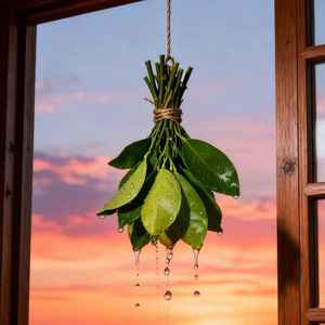 柚子叶学长资料,柚子叶学长最新歌曲,柚子叶学长MV视频,柚子叶学长音乐专辑,柚子叶学长好听的歌