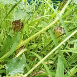 胡延平资料,胡延平最新歌曲,胡延平MV视频,胡延平音乐专辑,胡延平好听的歌