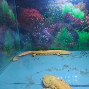 天黑了你还记得我吗 (DJ版)