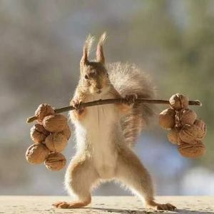 装甲鼠资料,装甲鼠最新歌曲,装甲鼠MV视频,装甲鼠音乐专辑,装甲鼠好听的歌