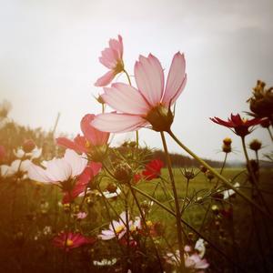 苑里资料,苑里最新歌曲,苑里MV视频,苑里音乐专辑,苑里好听的歌