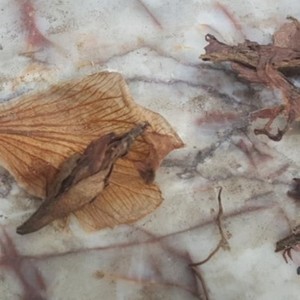 민들레 (蒲公英)资料,민들레 (蒲公英)最新歌曲,민들레 (蒲公英)MV视频,민들레 (蒲公英)音乐专辑,민들레 (蒲公英)好听的歌