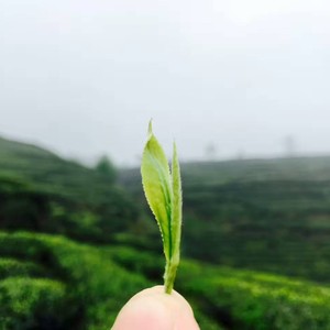 廖铭资料,廖铭最新歌曲,廖铭MV视频,廖铭音乐专辑,廖铭好听的歌