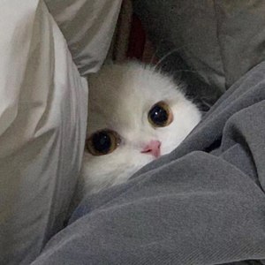 CHXIN资料,CHXIN最新歌曲,CHXINMV视频,CHXIN音乐专辑,CHXIN好听的歌