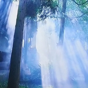 梧桐先生资料,梧桐先生最新歌曲,梧桐先生MV视频,梧桐先生音乐专辑,梧桐先生好听的歌