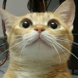 字字句句 (K歌版)