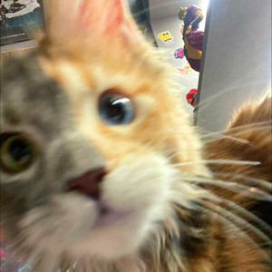 小霖资料,小霖最新歌曲,小霖MV视频,小霖音乐专辑,小霖好听的歌