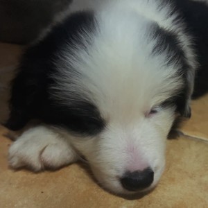 杨超资料,杨超最新歌曲,杨超MV视频,杨超音乐专辑,杨超好听的歌