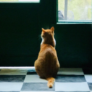 海阿狗哥资料,海阿狗哥最新歌曲,海阿狗哥MV视频,海阿狗哥音乐专辑,海阿狗哥好听的歌