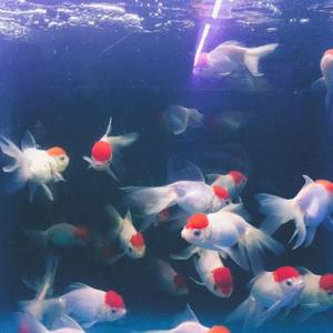 PJ资料,PJ最新歌曲,PJMV视频,PJ音乐专辑,PJ好听的歌