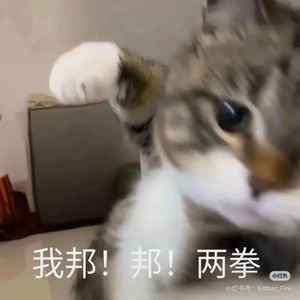暴躁小猫资料,暴躁小猫最新歌曲,暴躁小猫MV视频,暴躁小猫音乐专辑,暴躁小猫好听的歌