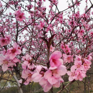 思念花语资料,思念花语最新歌曲,思念花语MV视频,思念花语音乐专辑,思念花语好听的歌