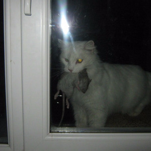 Cherry樱桃资料,Cherry樱桃最新歌曲,Cherry樱桃MV视频,Cherry樱桃音乐专辑,Cherry樱桃好听的歌