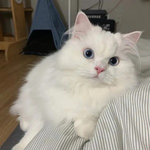 斑骓莺资料,斑骓莺最新歌曲,斑骓莺MV视频,斑骓莺音乐专辑,斑骓莺好听的歌