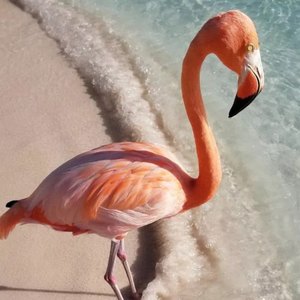 马仙鹤资料,马仙鹤最新歌曲,马仙鹤MV视频,马仙鹤音乐专辑,马仙鹤好听的歌