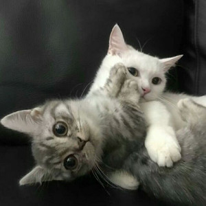 李泓忱资料,李泓忱最新歌曲,李泓忱MV视频,李泓忱音乐专辑,李泓忱好听的歌