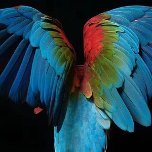 鸿羽一尘资料,鸿羽一尘最新歌曲,鸿羽一尘MV视频,鸿羽一尘音乐专辑,鸿羽一尘好听的歌